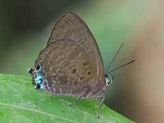 Arhopala aurea