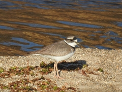Charadrius placidus
