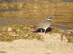 Charadrius placidus