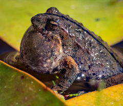 Tasmanian Froglet photo 2