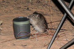 Rattus villosissimus
