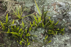 Lepisorus ussuriensis