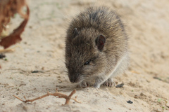 Rattus villosissimus