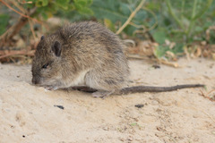 Rattus villosissimus