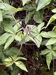 Argiope aemula