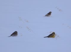 Emberiza citrinella × leucocephalos