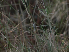 Euchorthippus chopardi