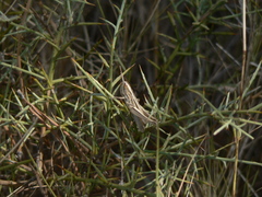 Euchorthippus chopardi