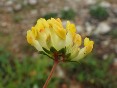 Anthyllis vulneraria vulneraria