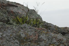 Lepisorus ussuriensis