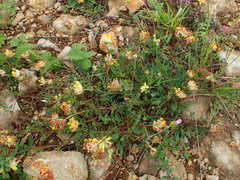 Anthyllis vulneraria vulneraria