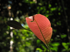 Davilla kunthii