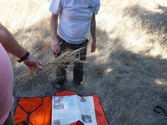 Phalaris californica