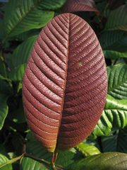Davilla kunthii