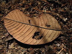 Davilla kunthii