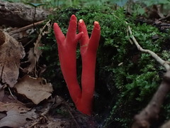 Trichoderma cornu-damae