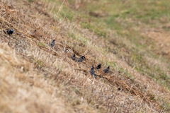 Spodiopsar cineraceus