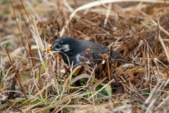 Spodiopsar cineraceus