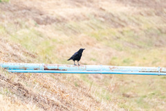 Corvus corone