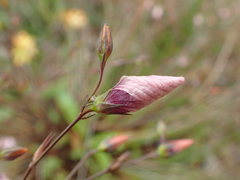 Linum tenuifolium