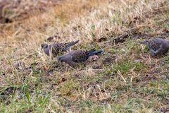 Streptopelia orientalis