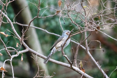 Hypsipetes amaurotis