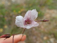 Linum tenuifolium