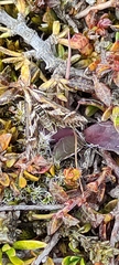 Diasemia grammalis