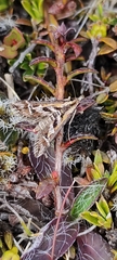 Diasemia grammalis