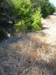 Phalaris californica