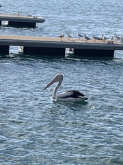 Pelecanus conspicillatus