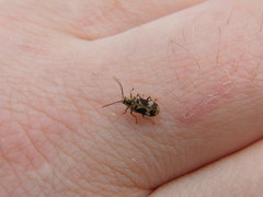 Ptinomorphus imperialis