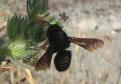Megachile parietina