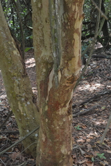 Myrcia tomentosa