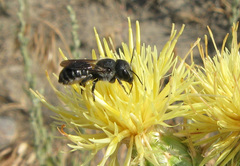 Osmia dimidiata