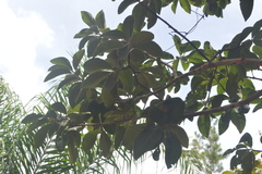 Myrcia tomentosa