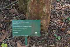 Myrcia tomentosa