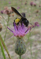 Andrena magna
