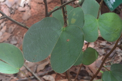 Bauhinia rufa