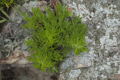 Artemisia littoricola