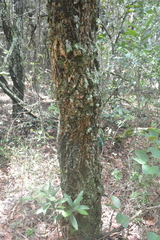 Handroanthus ochraceus
