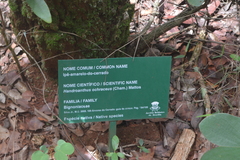 Handroanthus ochraceus