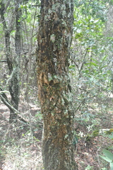 Handroanthus ochraceus