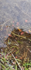 Hydrocotyle sulcata