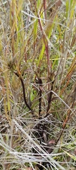 Gentianeae
