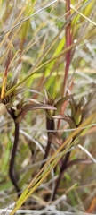 Gentianeae