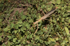 Coenomantis kraussiana