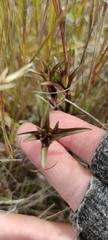 Gentianeae