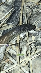 Delma australis