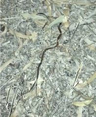 Delma australis